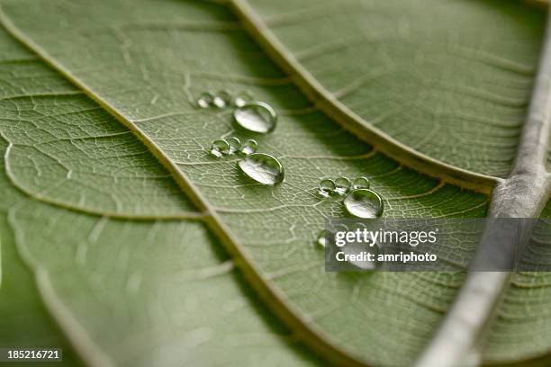 piccolo ingombro goccia d'acqua su foglia - emissioni di co2 foto e immagini stock