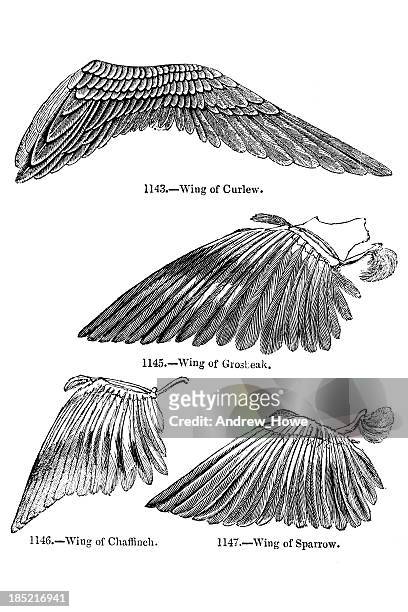 bird wing illustrations - perching stock illustrations