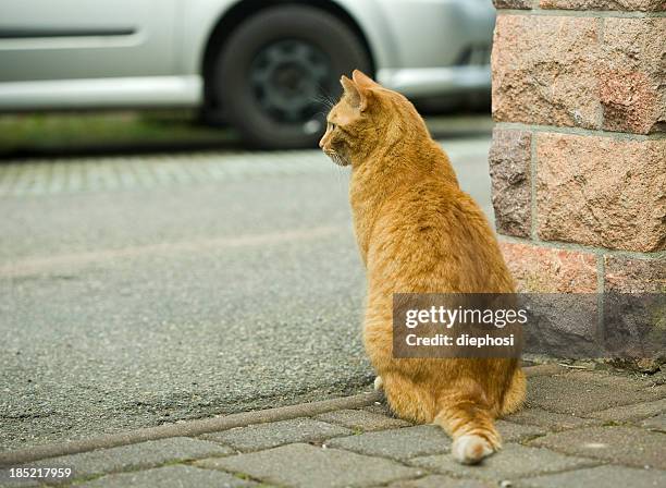 waiting - car pet barrier stock pictures, royalty-free photos & images