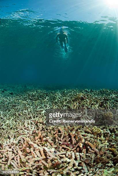 snorkeling over degraded coral reef - carcass is stock pictures, royalty-free photos & images