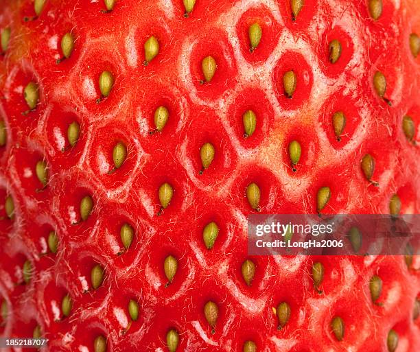 stawberry - fragola foto e immagini stock