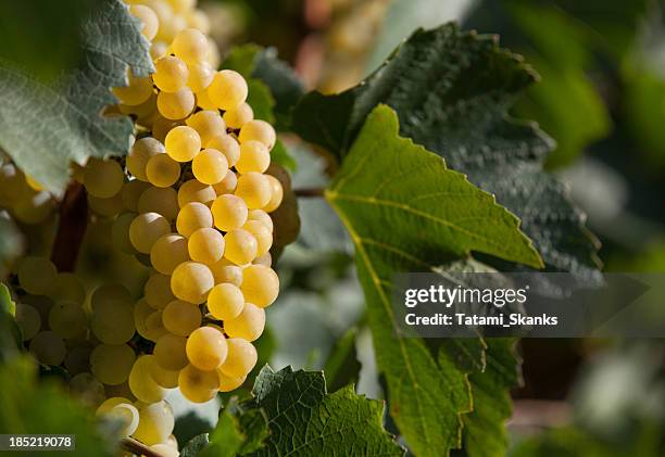 ripe wine grapes - chardonnay grape 個照片及圖片檔