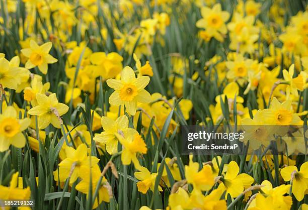 field of daffodils - narcissen stockfoto's en -beelden