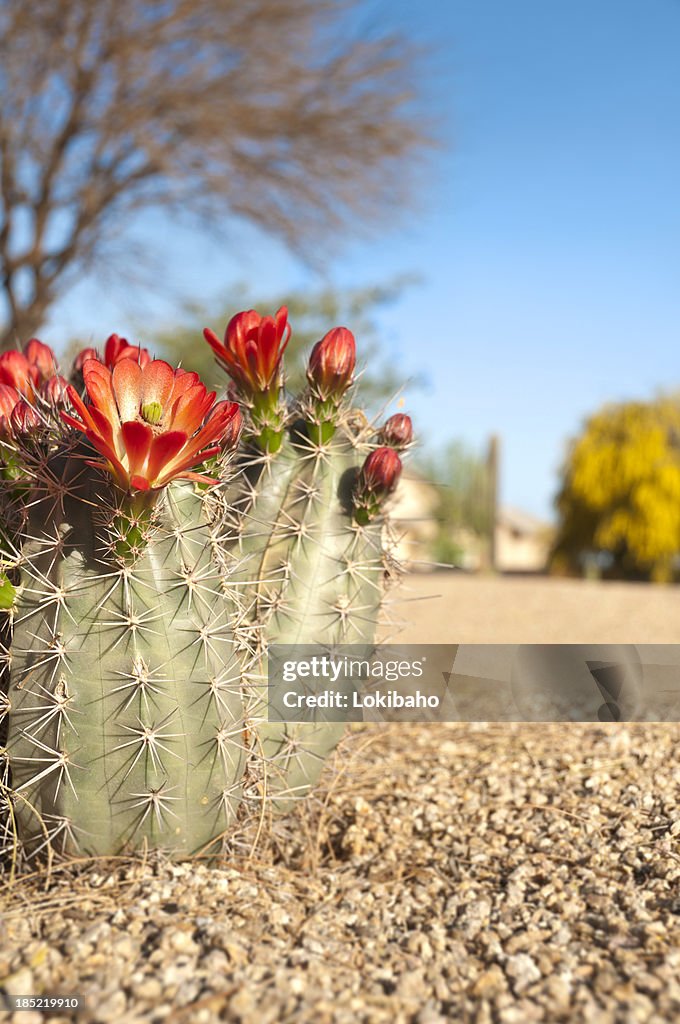 Cactus puerco espín cerezos en flor de flor roja