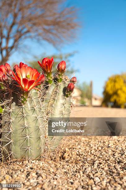 claret cup hedgehog cactus blossoms - sonoran desert stockfoto's en -beelden