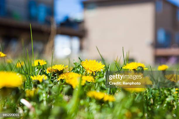 dandilions - paardenbloem stockfoto's en -beelden