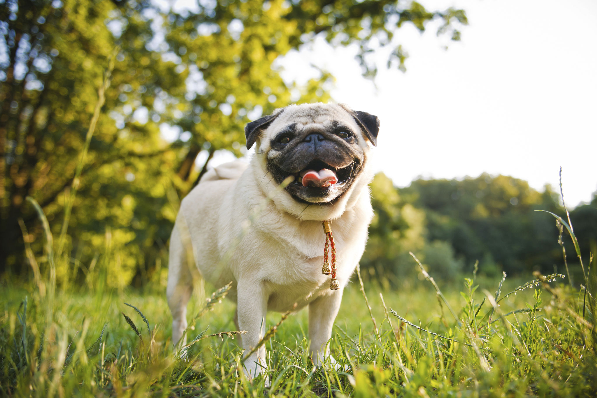 Funny pug walking in summer park at sunset Funny pug walking in summer park at sunset