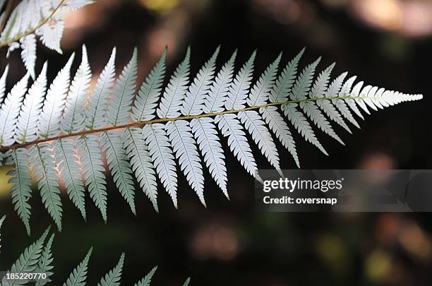 silver fern - silver fern stock pictures, royalty-free photos & images