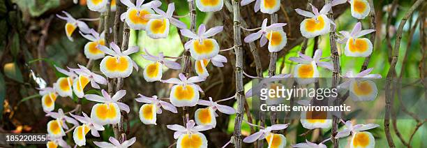 orquídeas silvestres. - orchids of asia - fotografias e filmes do acervo
