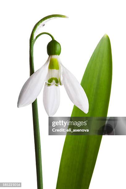 snowdrop - snowdrop bildbanksfoton och bilder