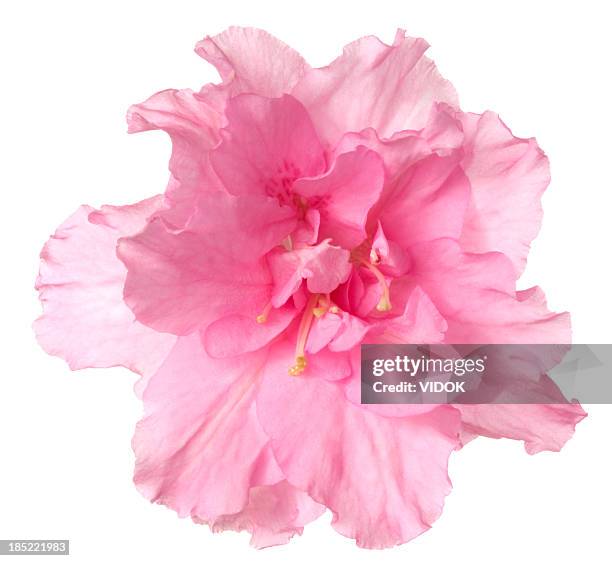 azalea. - color rosa fotografías e imágenes de stock