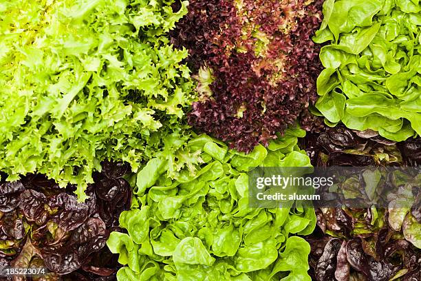 salada de alface - butterhead lettuce - fotografias e filmes do acervo