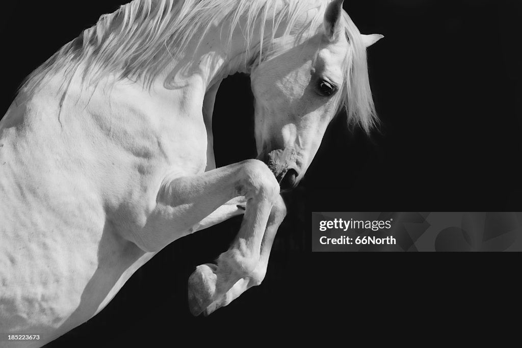 White Stallion del Cavallo andaluso bianco Dressage