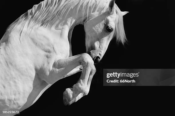 white stallion horse andalusian bw dressage - paardachtigen stockfoto's en -beelden