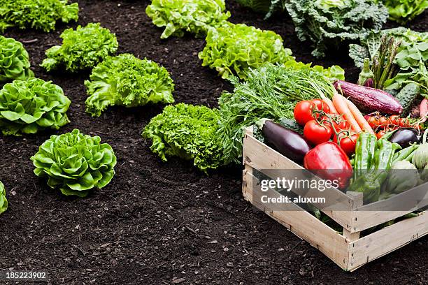 a agricultura - vegetable garden imagens e fotografias de stock