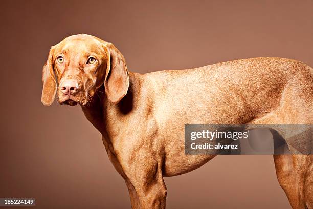 portrait of a magyar vizsla dog - vizsla stockfoto's en -beelden