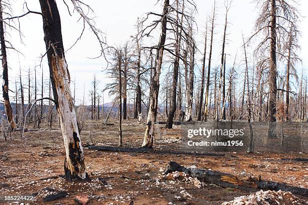 verbrannt wald im bryce canyon national park - burns stock-fotos und bilder