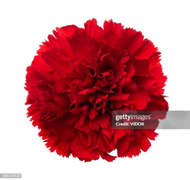 carnation. - carnation stock pictures, royalty-free photos & images