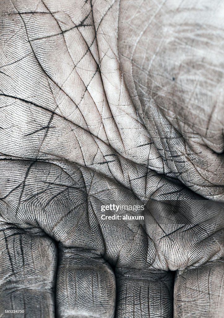Close up of human palm