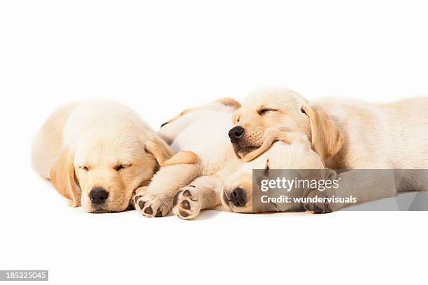 labradors sleeping over white background - labrador-retriever stockfoto's en -beelden