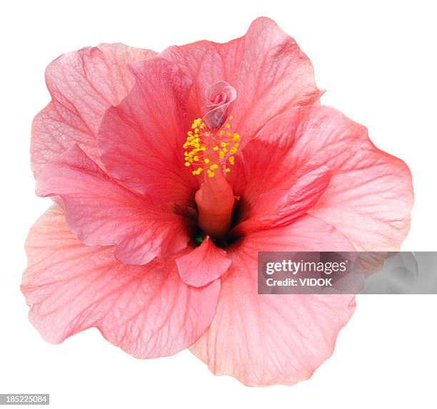 hibiscus. - fleur tropicale photos et images de collection