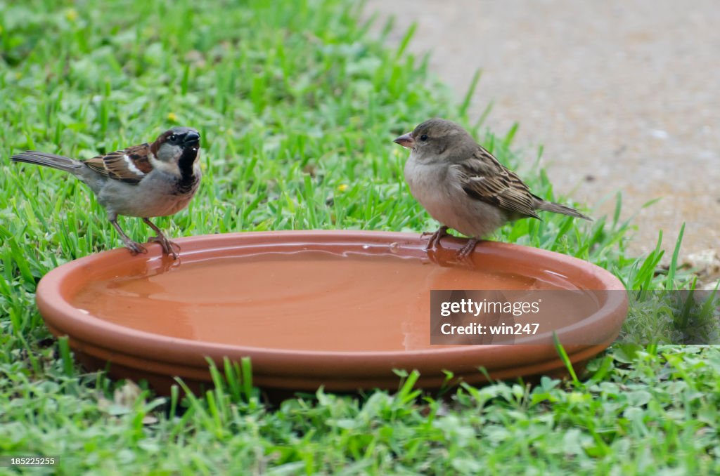 Pequenas aves-homens e mulheres, português casa Sparrows Beber