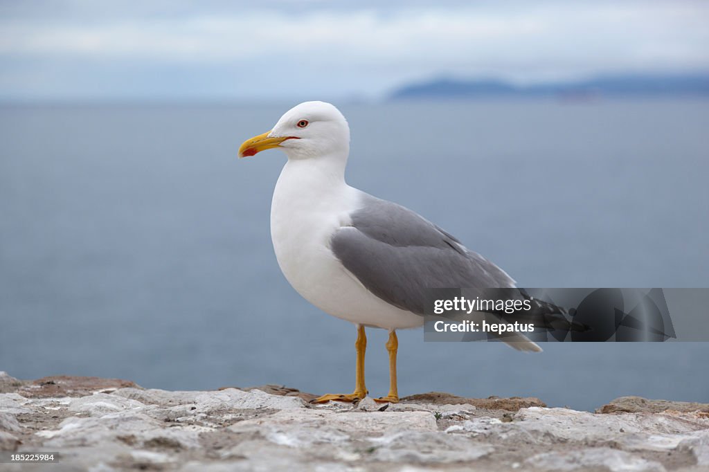 Seagull