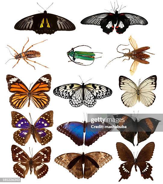 butterflies and beetles. - lithograph stockfoto's en -beelden