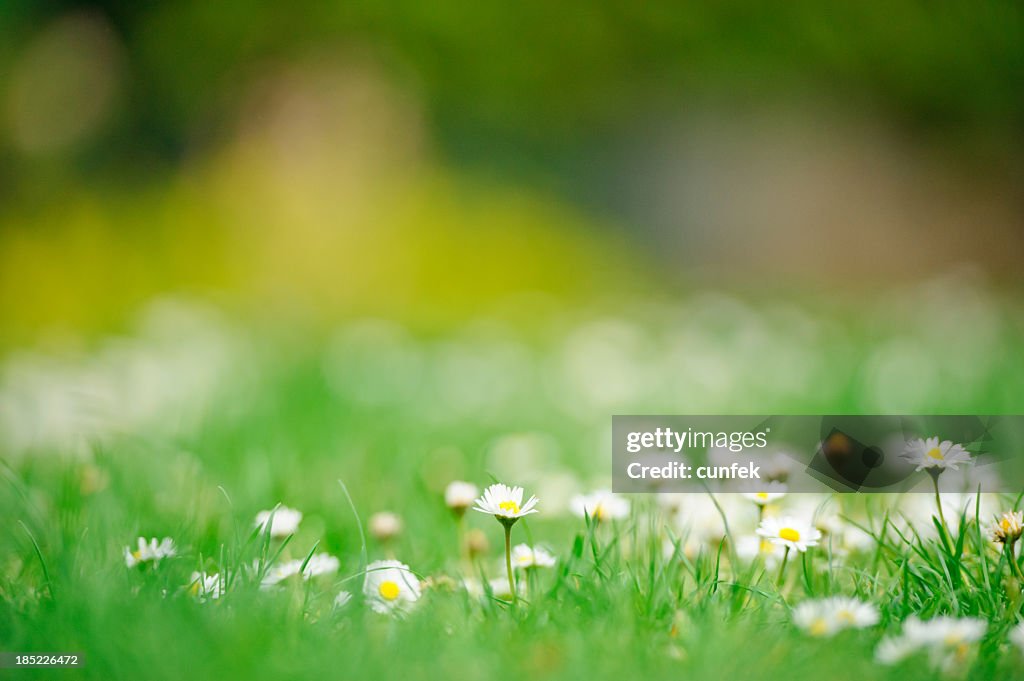 Daisies in spring