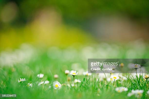daisies in spring - grass background stock pictures, royalty-free photos & images