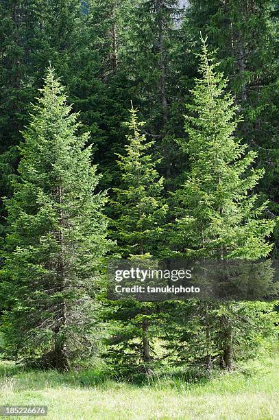 silver fir forest - silver fir tree stock pictures, royalty-free photos & images