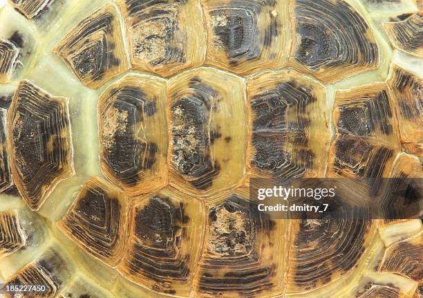 turtle - top view - tortoise shell stockfoto's en -beelden
