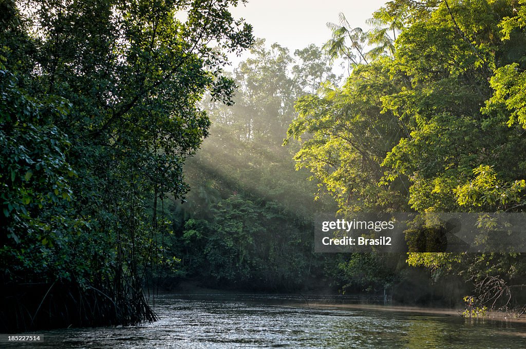 Sunlight shining through trees on river in Amazon rainforest