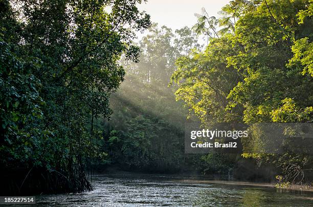 floresta amazónica - rio imagens e fotografias de stock