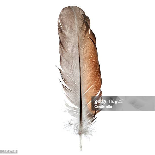 bird feather, isolated on white - close-up - feather stock pictures, royalty-free photos & images
