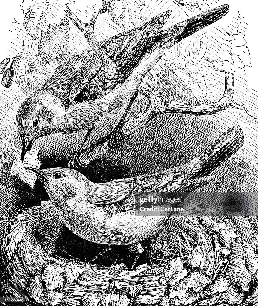 Bird Pair Building Nest Victorian Illustration High-Res Vector Graphic ...