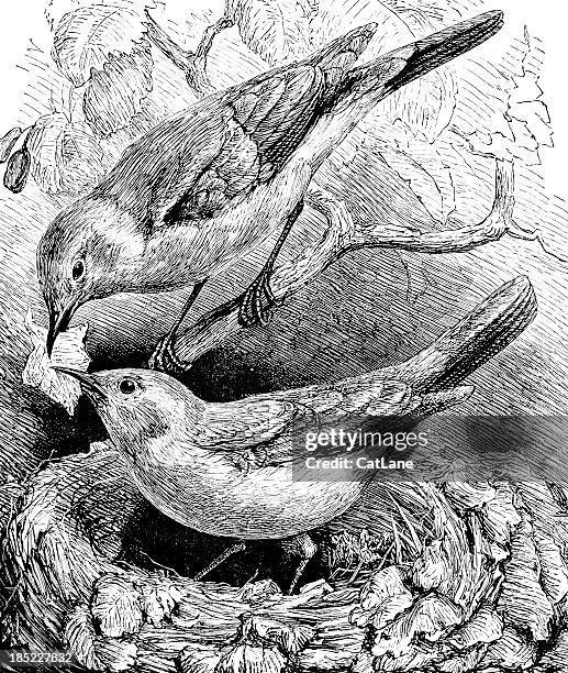 bird pair building nest - victorian illustration - foraging stock illustrations