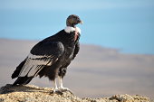 Patagonian Condor