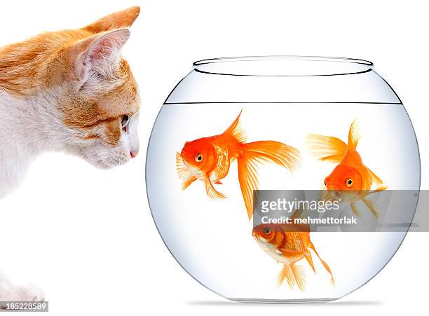 kitten staring at three goldfish in bowl - fish bowl stock pictures, royalty-free photos & images