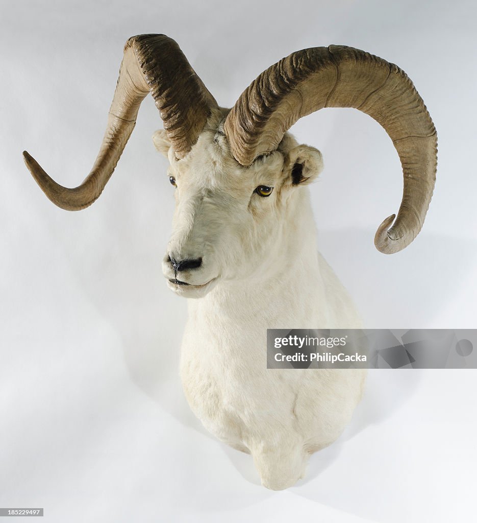 Northwest Dall Sheep Trophy Head Mount
