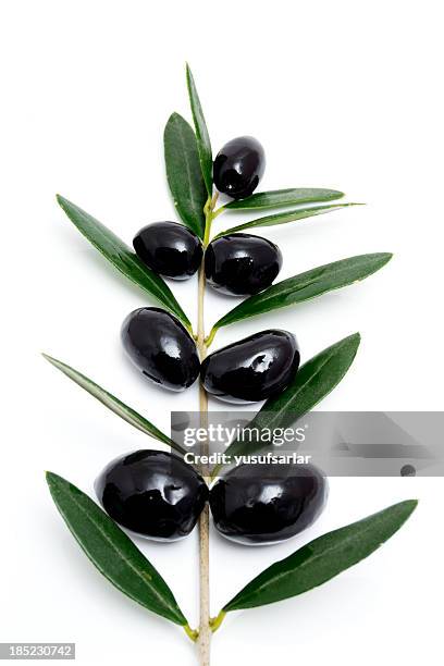 negro, aceitunas con rama de árbol de forma y deja - kalamata olive fotografías e imágenes de stock