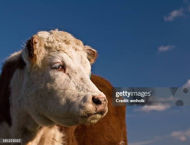 hereford kuh und blauer himmel - hereford stock-fotos und bilder