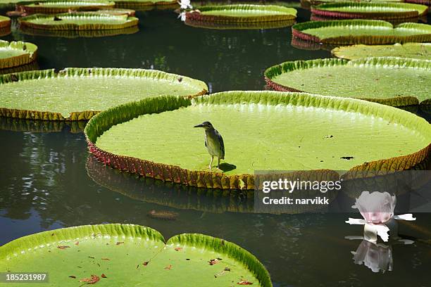 botanical garden in pamplemousse - pamplemousse gardens stock pictures, royalty-free photos & images