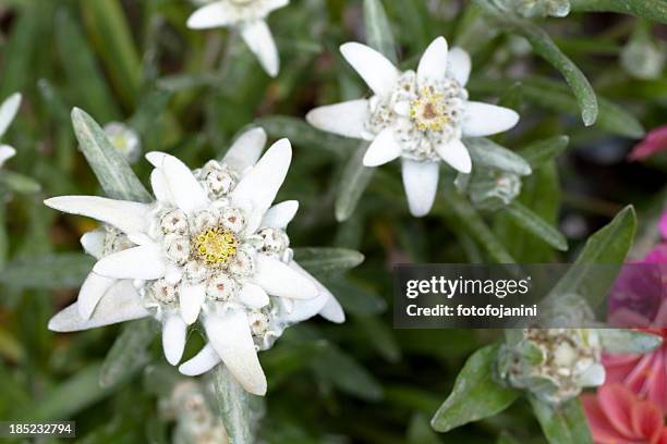 group of edelweiss - edelweiss stock pictures, royalty-free photos & images