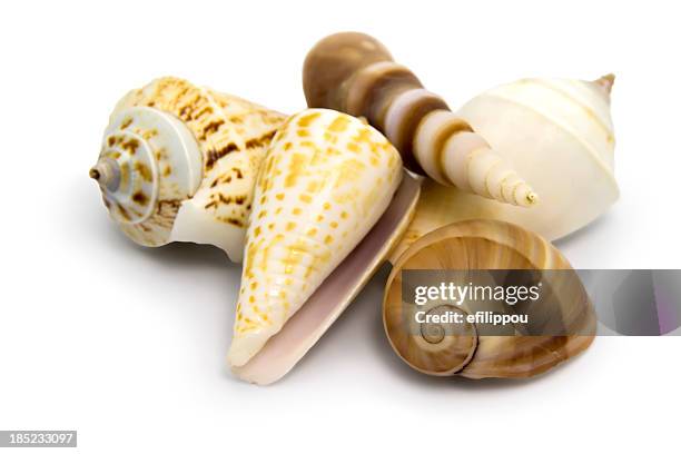 seashells isolated on white - conch shell stockfoto's en -beelden