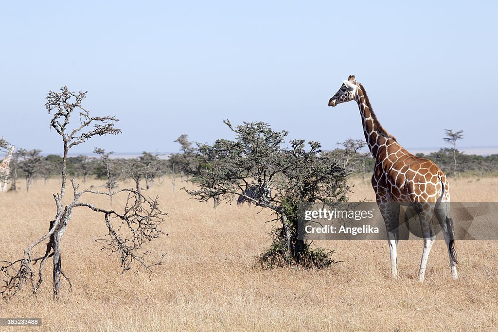 Somalo Giraffa, Parco Nazionale di Samburu, Kenya