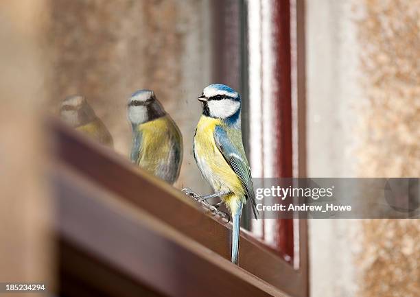 blue tit (cyanistes caeruleus) - bluetit stock pictures, royalty-free photos & images