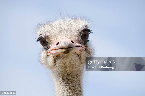 head shot of an ostrich looking at the camera - ostrich stock pictures, royalty-free photos & images