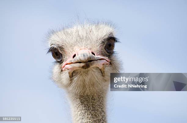 head shot of an ostrich looking at the camera - animal head stock pictures, royalty-free photos & images