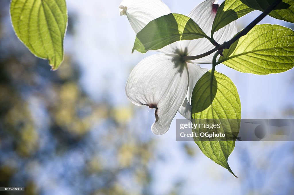 Cornus florida Flor